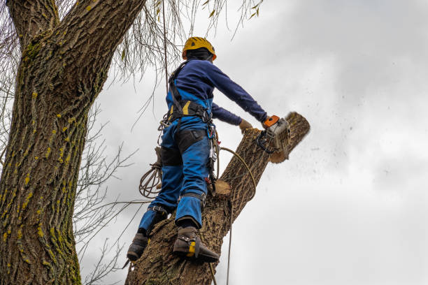 Best Local Tree Services  in Livonia, MI